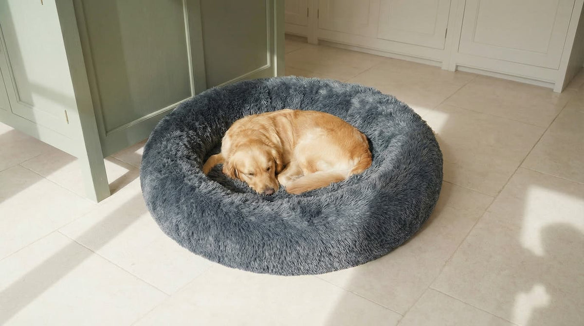 Hund som sover i en CalmBed hemma