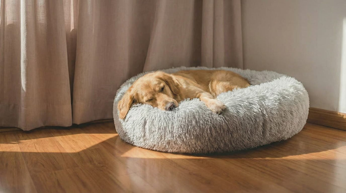 Hund som sover i en CalmBed hemma