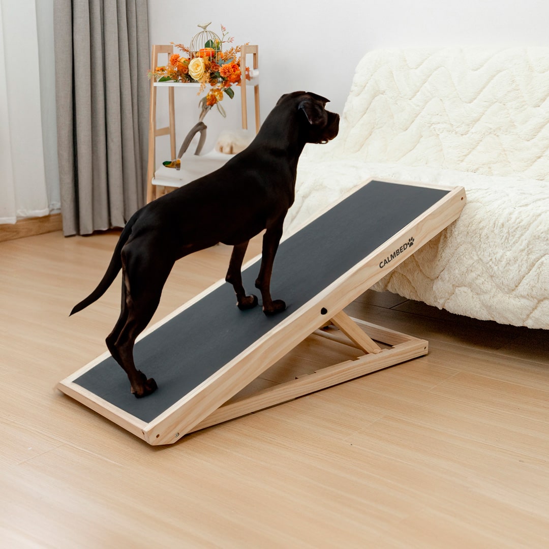 Hund på hundrampen CalmRamp.jpg__PID:4b07a2e3-9c8b-4e36-b9c1-f14bbaa74387