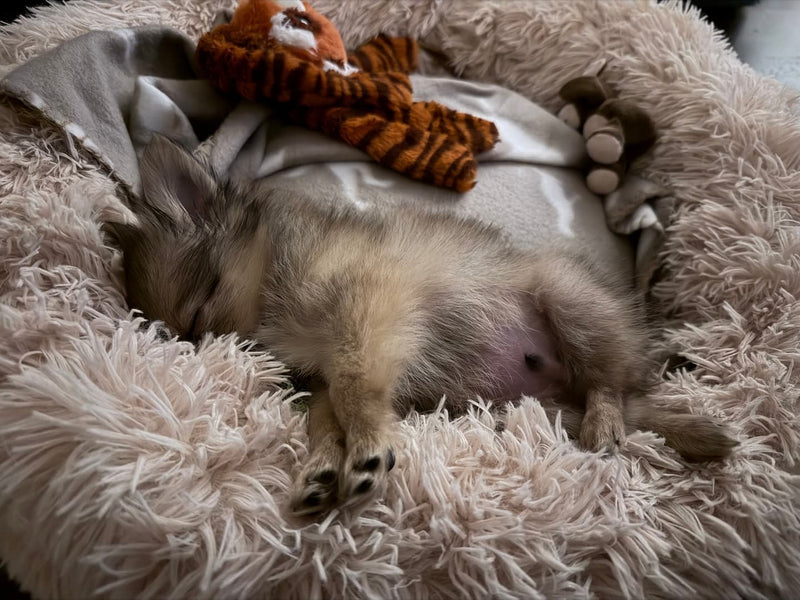 Pomchi-valp