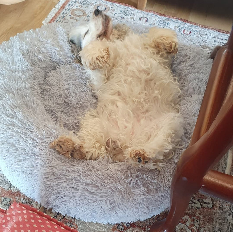 Cocker spaniel