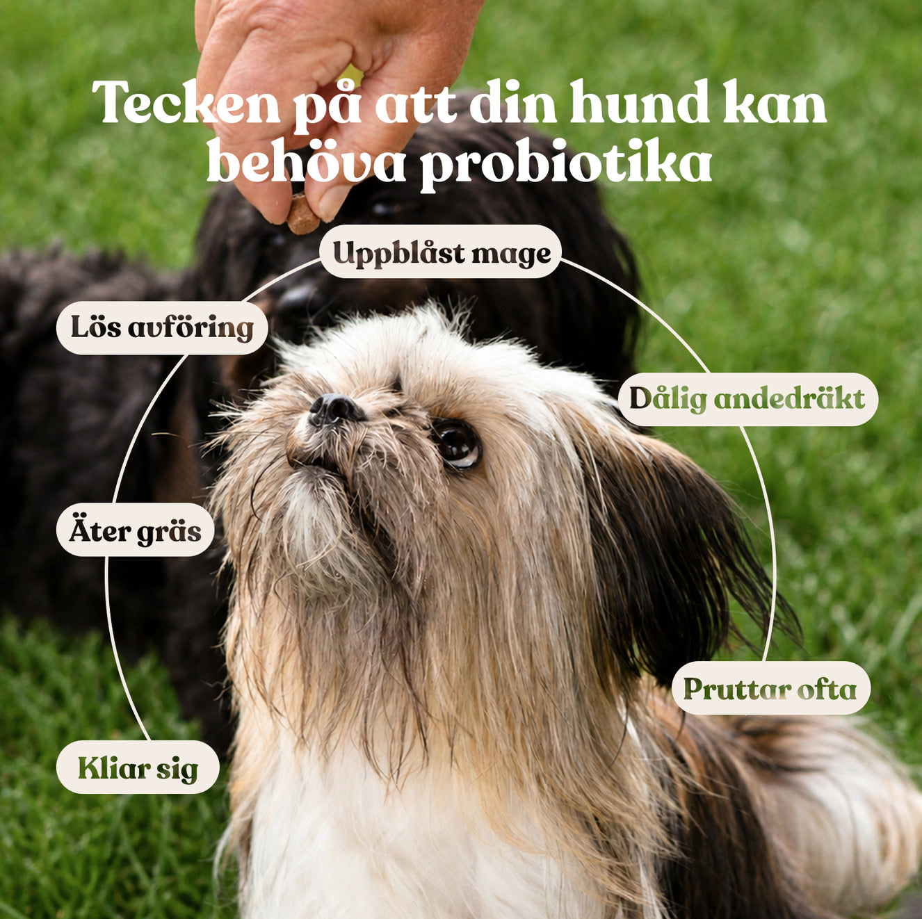Probiotika