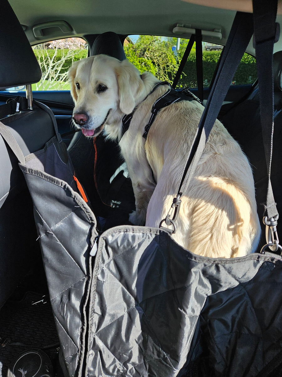 Golden retriever i sele som står på ett baksätesskydd som hänger som en hängmatta mellan nackstöden