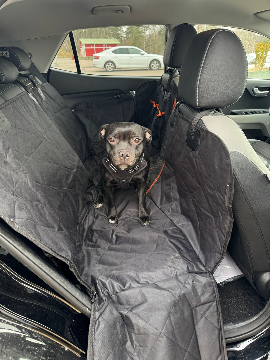 Svart hund i sele som sitter på ett baksätesskydd som täcker baksätet, golvet och dörrsidan