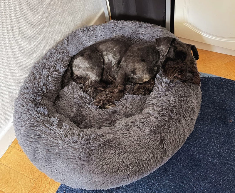 Dvärgschnauzer