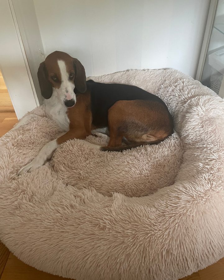 Hund som ligger i en beige CalmBed och tittar upp