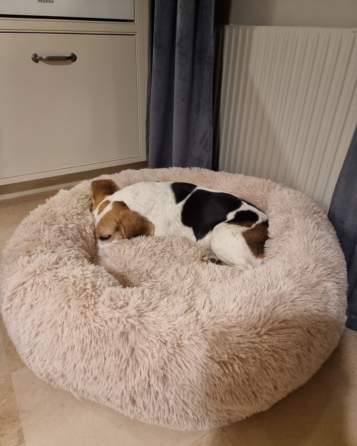 Hund som sover hopkurad i en fluffig, beige CalmBed