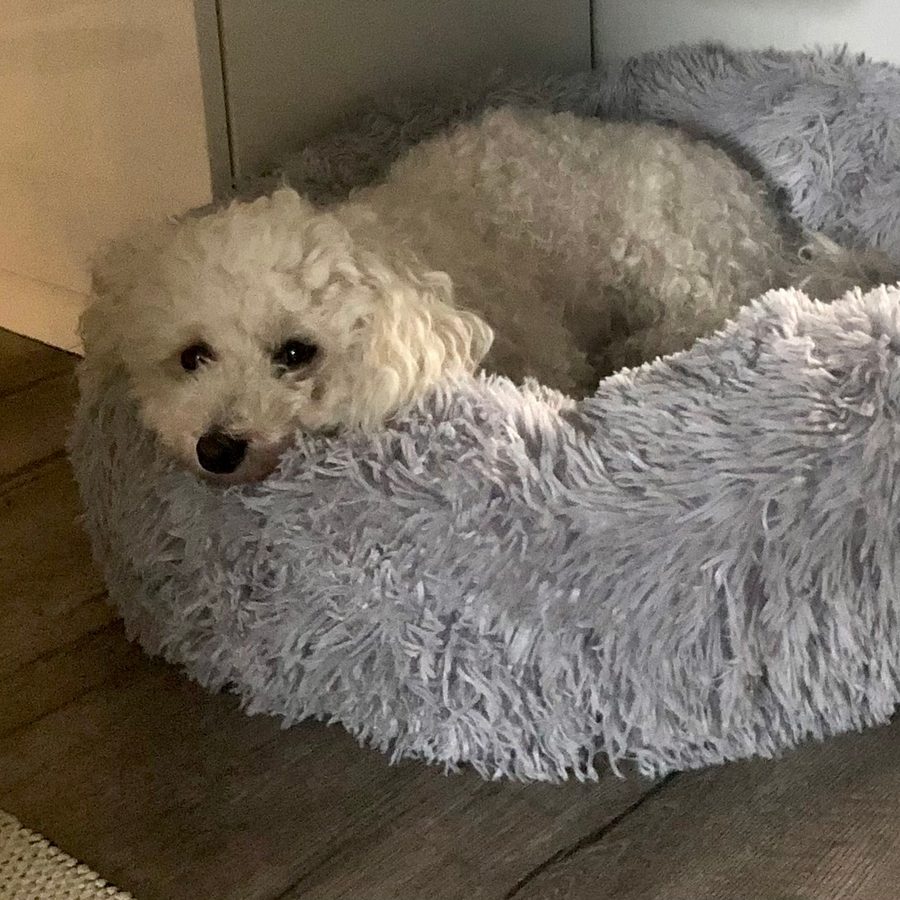 Liten vit hund som vilar huvudet på kanten av en ljusgrå CalmBed