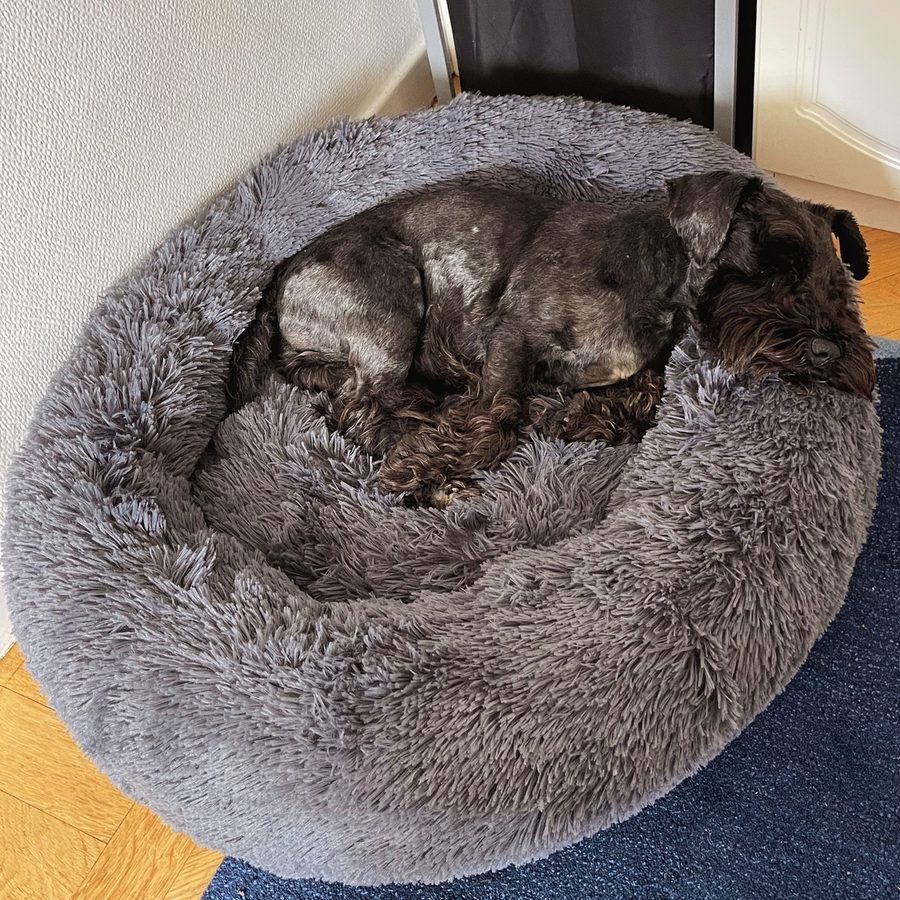 Dvärgschnauzer som sover hopkurad i en grå CalmBed