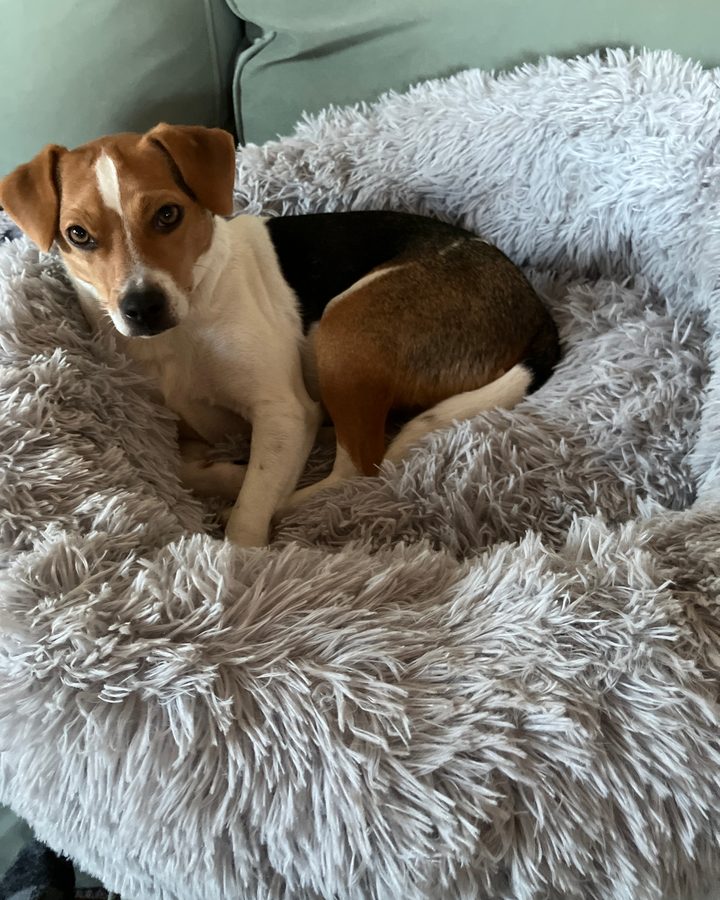 Jack russell som ligger i en ljusgrå CalmBed i soffan