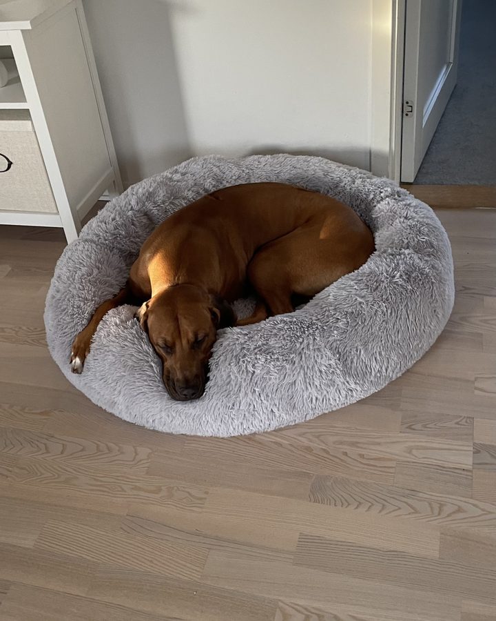 Ridgeback som sover i en fluffig, ljusgrå CalmBed