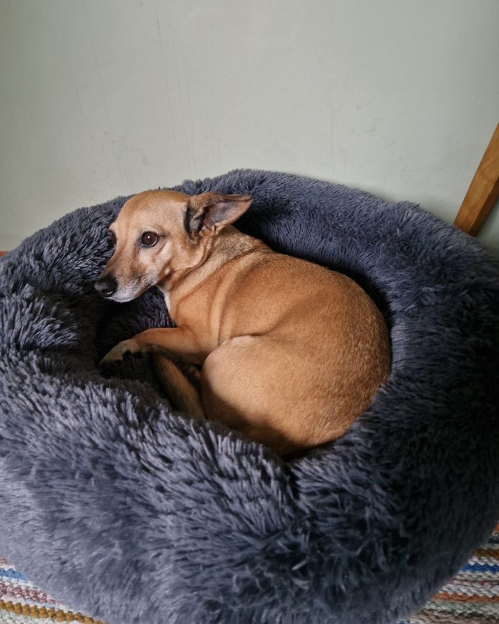 Liten brun hund som ligger hopkurad i en mörkgrå CalmBed