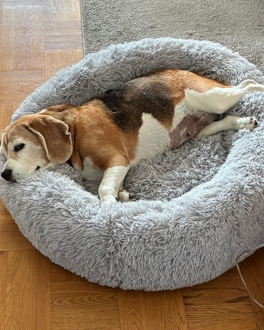 Beagle som är 12 år och ligger med benen på kanten av en ljusgrå CalmBed