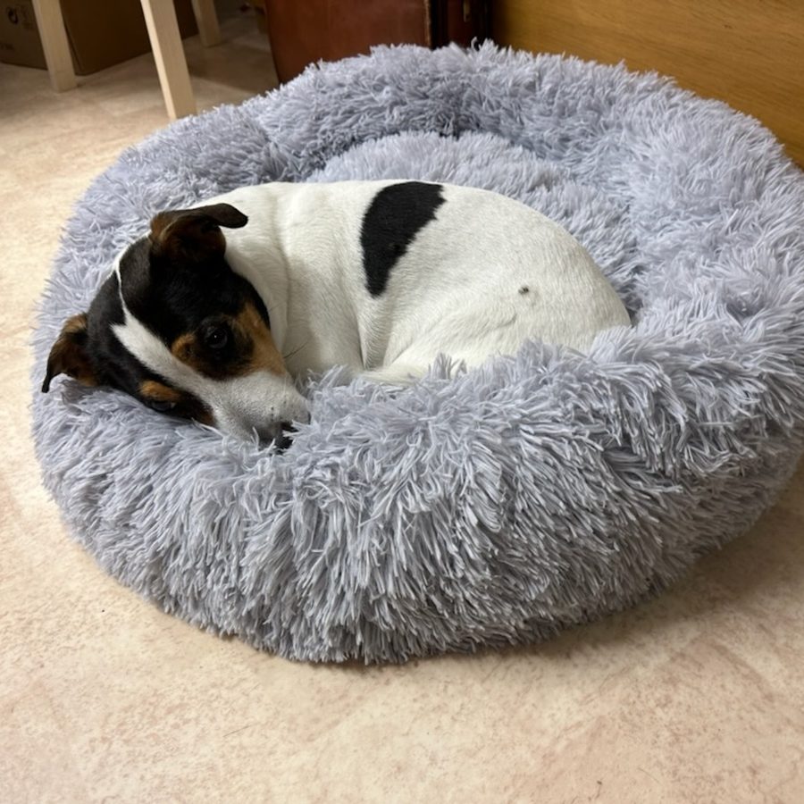 Jack russell som är 13 år och sover hopkurad i en ljusgrå CalmBed