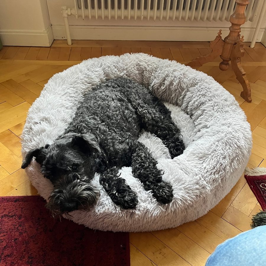 Kerry blue terrier som är 12 år och vilar huvudet på kanten av en ljusgrå CalmBed