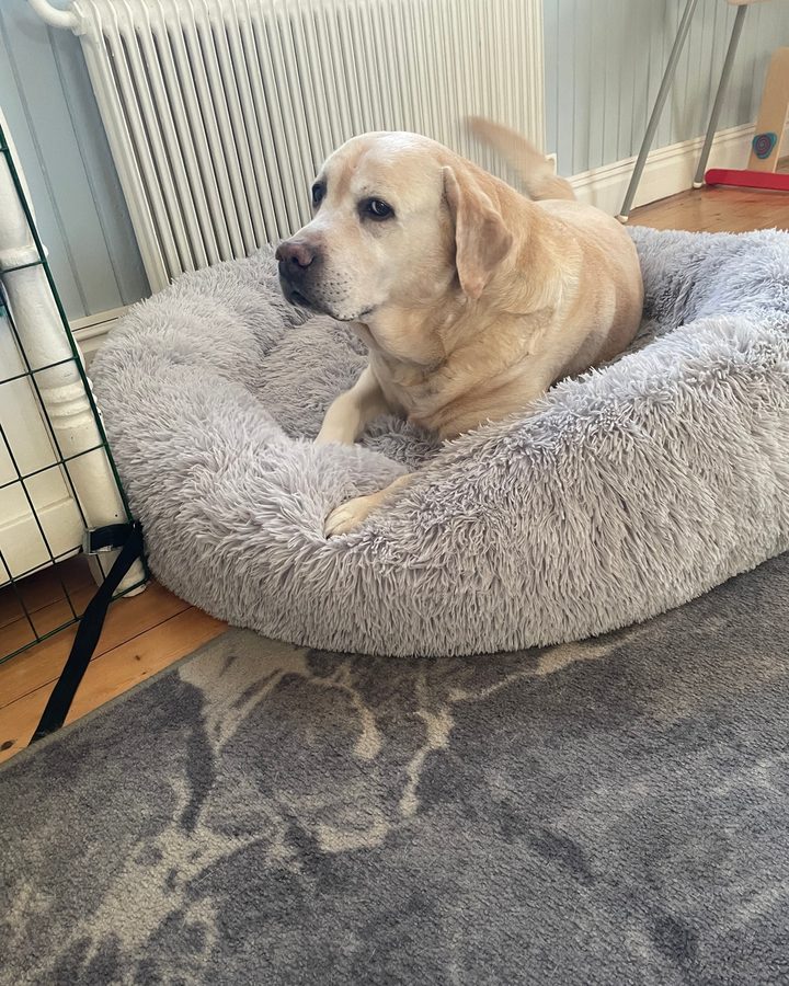 Labrador som är 10 år och vilar i en ljusgrå CalmBed