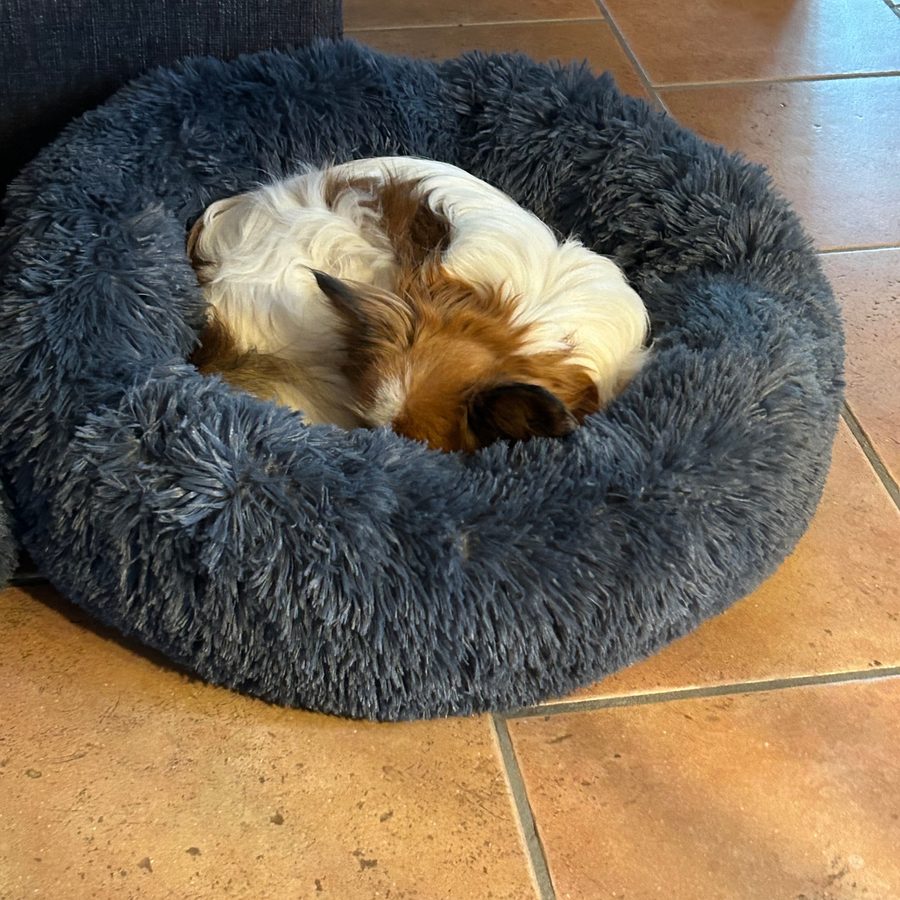 Papillon som är 14 år och sover hopkurad i en mörkgrå CalmBed på ett klinkergolv