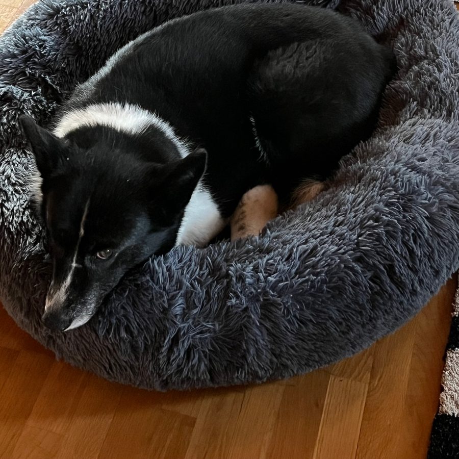 Äldre svartvit hund som sover hopkurad i en mörkgrå CalmBed