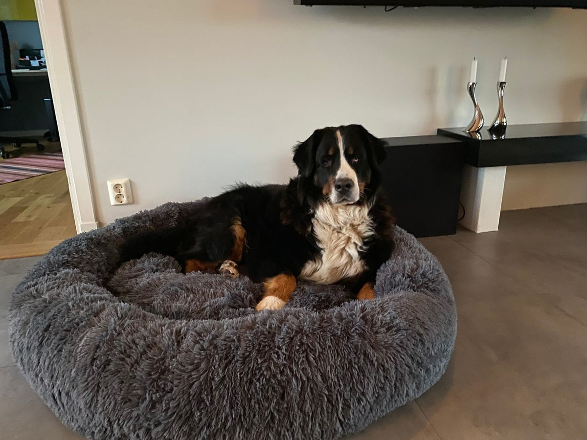 Berner sennenhund som ligger i en mörkgrå CalmBed i vardagsrummet