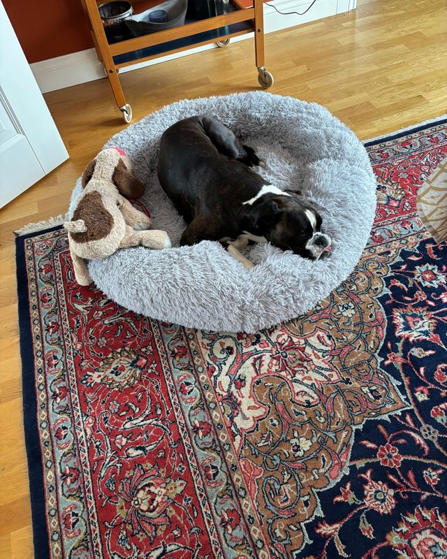 Boxer som sover i en ljusgrå CalmBed på en matta