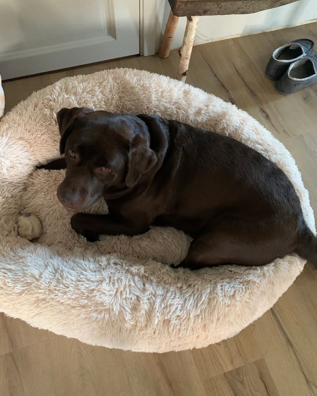 Brun labrador som ligger i en beige CalmBed