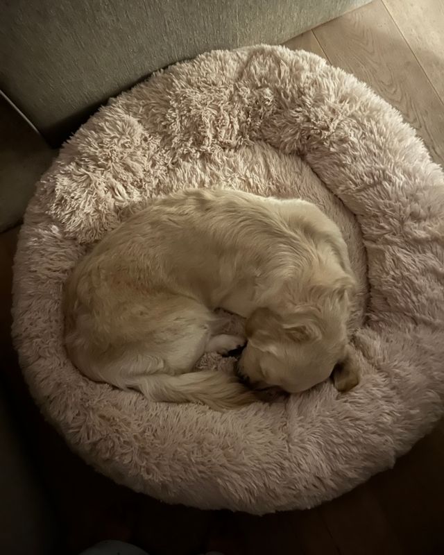 Golden retriever som sover ihoprullad i en beige CalmBed