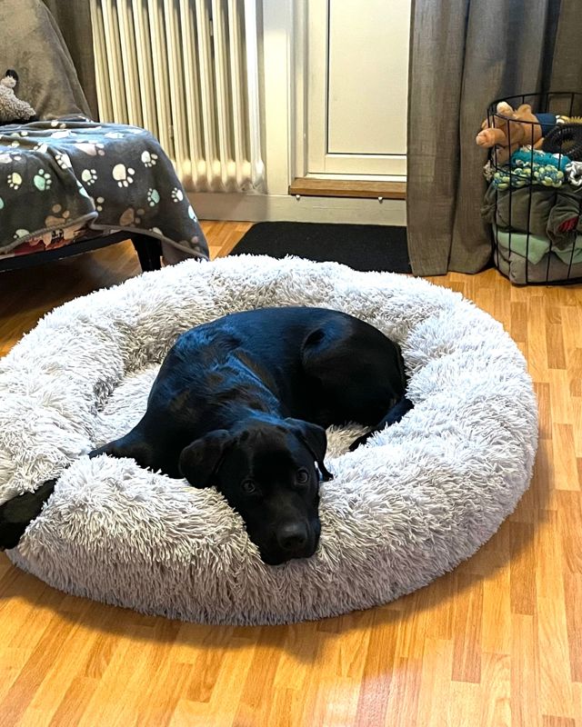 Svart labrador som vilar huvudet på kanten av en ljusgrå CalmBed