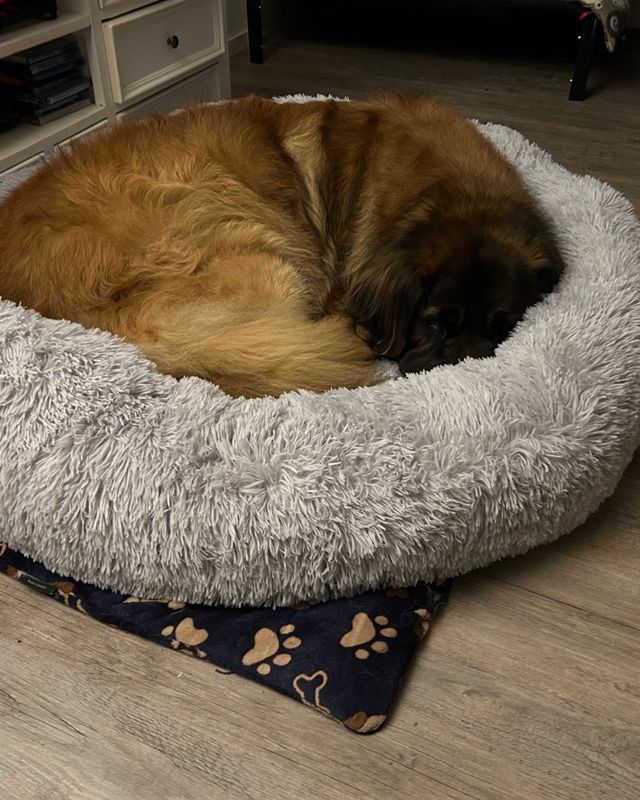 Leonberger som sover ihopkurad i en ljusgrå CalmBed