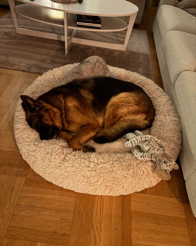 Schäferhund som sover ihopkurad i en beige CalmBed i vardagsrummet