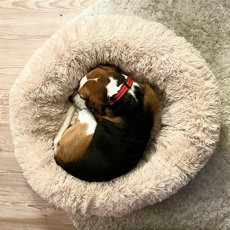 Beagle som sover tätt hopkurad i en fluffig, beige hundbädd