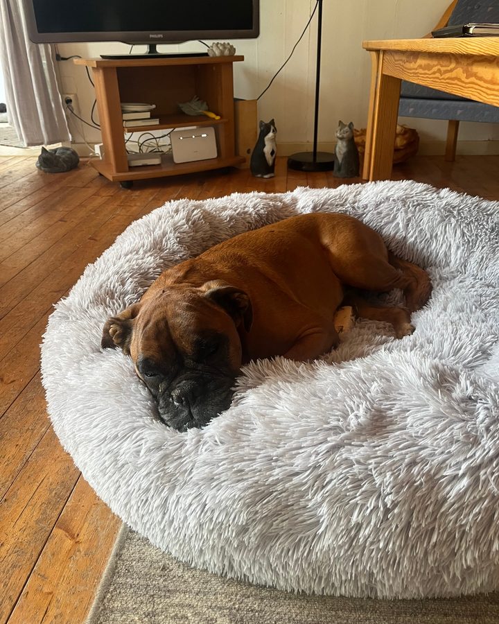 Boxer som är 9 år och sover i en ljusgrå CalmBed