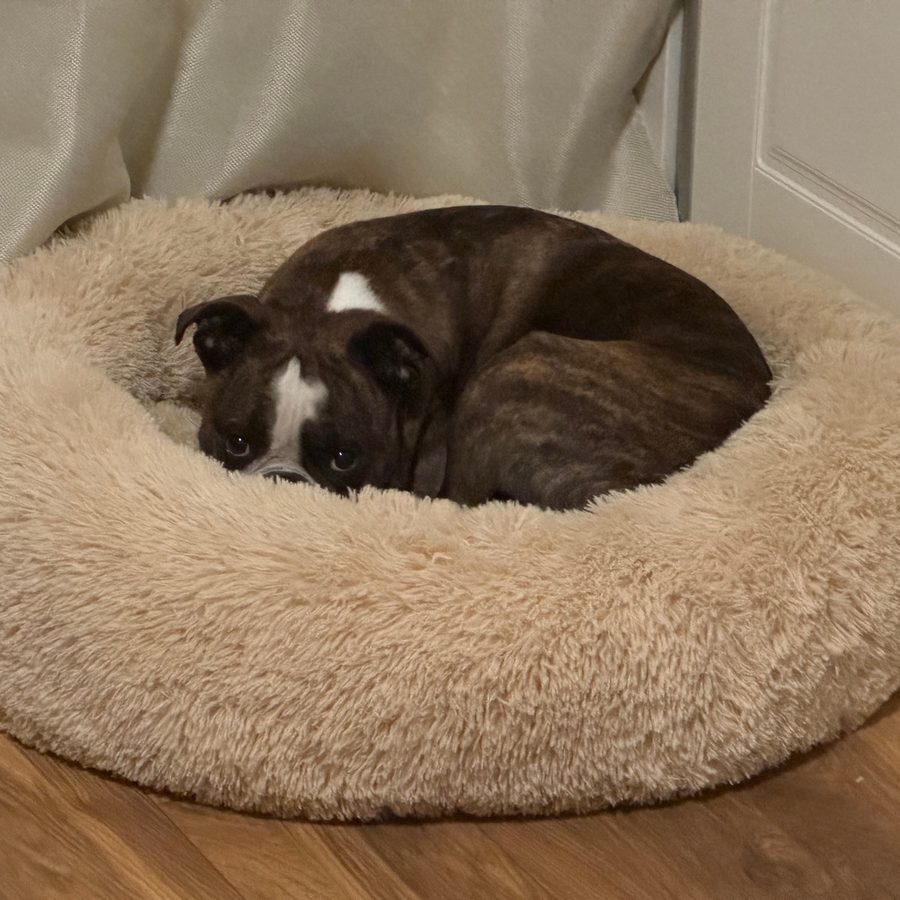 Brindle hund som ligger hopkurad i en fluffig, beige hundbädd
