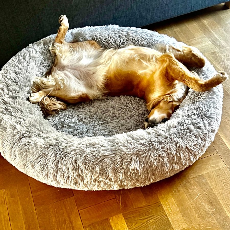Rödbrun hund som ligger på rygg med tassarna i luften i en ljusgrå hundbädd