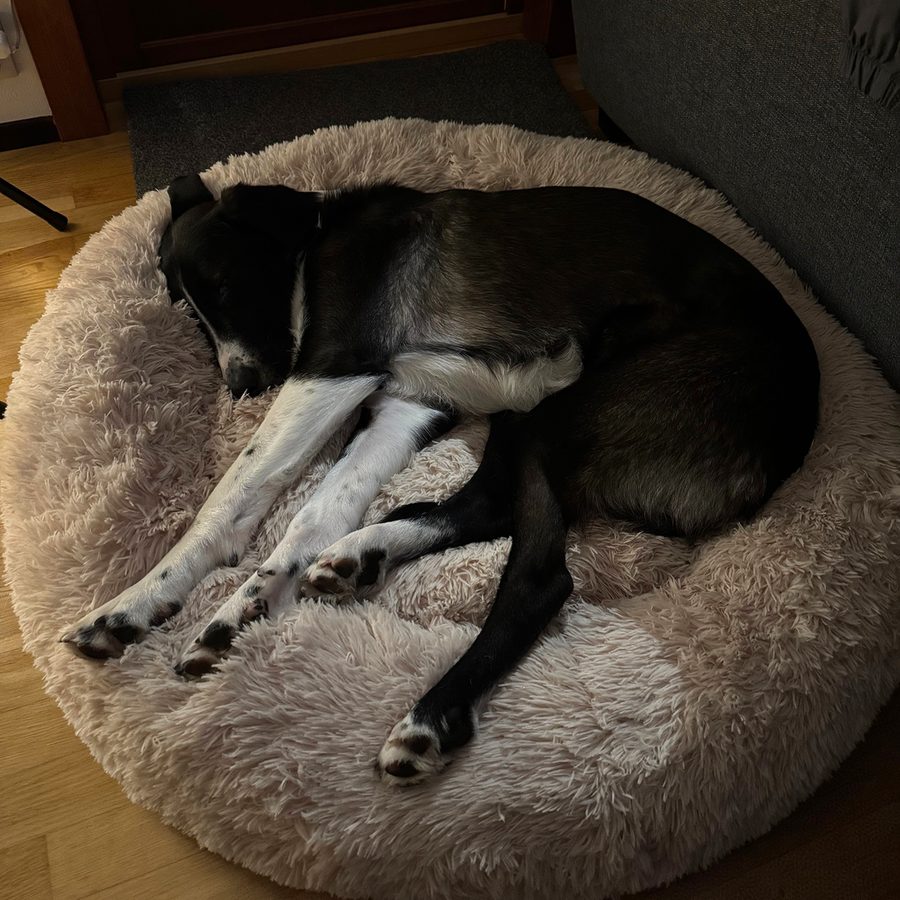 Svartvit hund som sover på sidan med benen utsträckta i en ljus, fluffig hundbädd