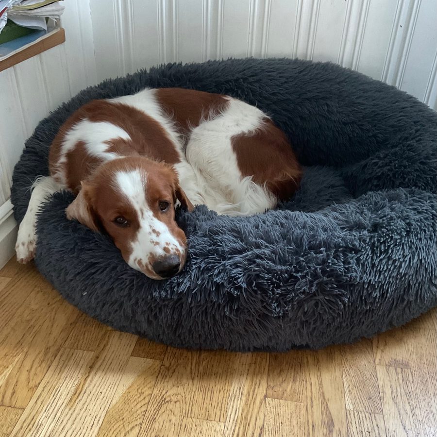 Röd och vit spaniel som vilar huvudet på kanten av en mörkgrå hundbädd