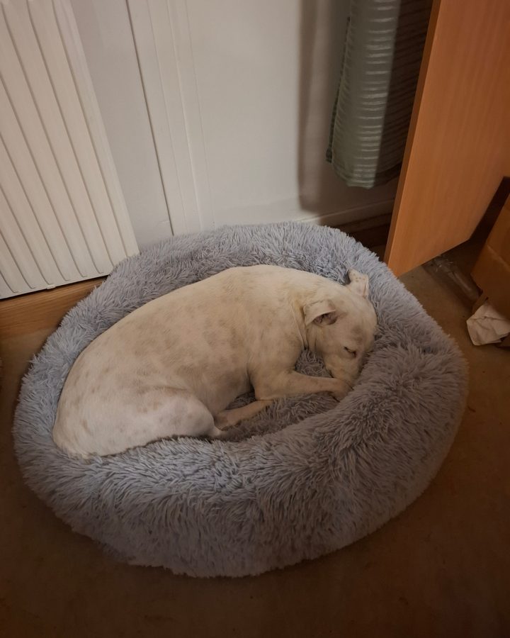 Vit hund som sover hopkurad i en ljusgrå CalmBed