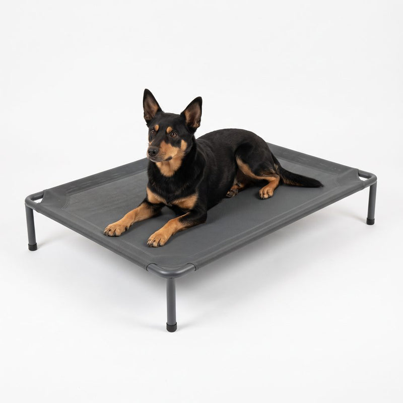 Kelpie som ligger på en hundsäng på ben med spänd nätduk