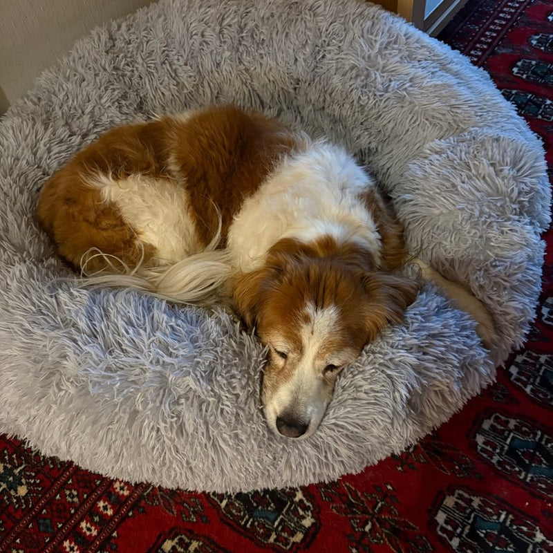 Kooikerhondje som är 16 år och sover hopkurad i en ljusgrå CalmBed