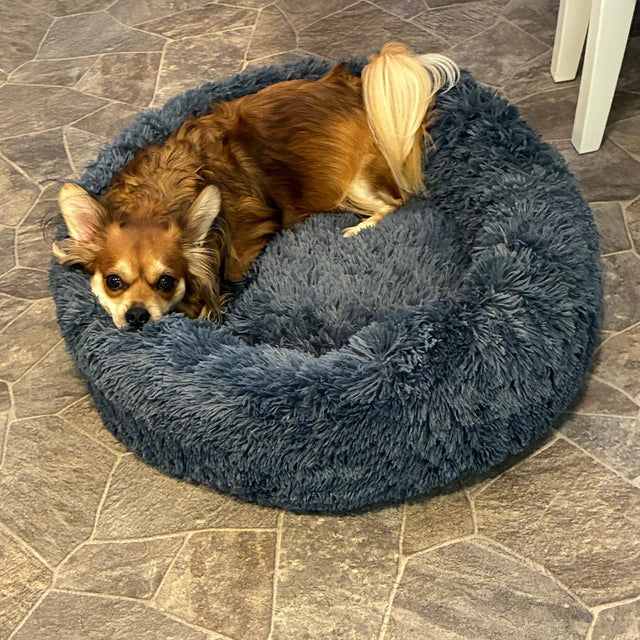 Chihuahua som ligger hopkurad i en mörkgrå CalmBed i fuskpäls
