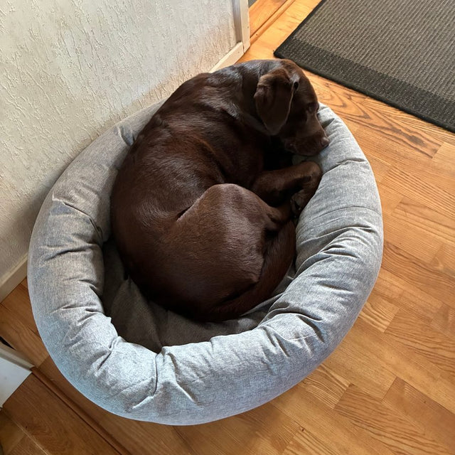 Brun labrador som sover hopkurad i en ljusgrå, pälsfri CalmBed