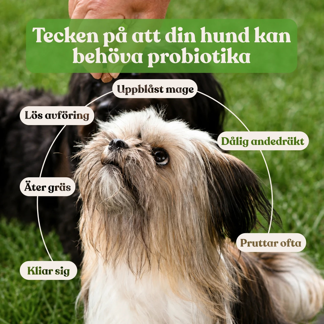 Probiotika