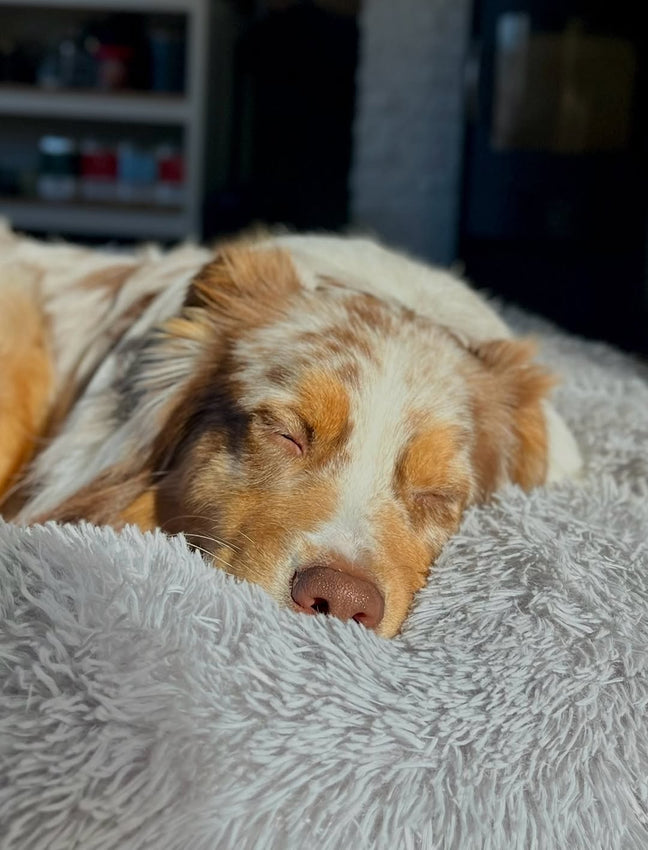 @the_aussie_rickybobby
