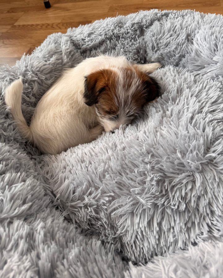 Liten valp som sover hopkurad i en ljusgrå, fluffig hundbädd