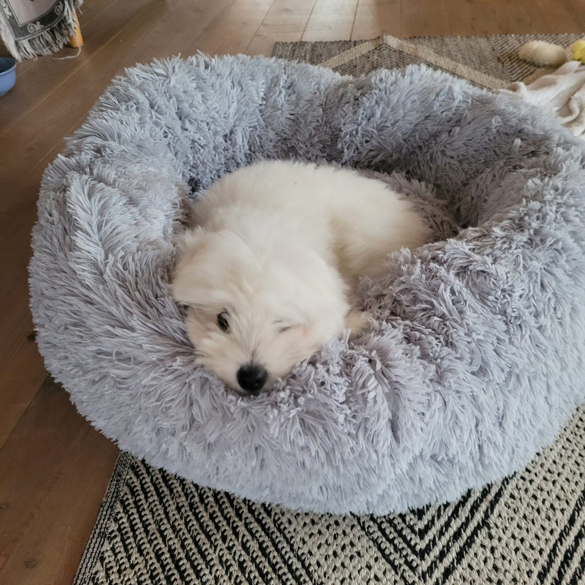 Vit valp som sover hopkurad mitt i en rund, ljusgrå hundbädd