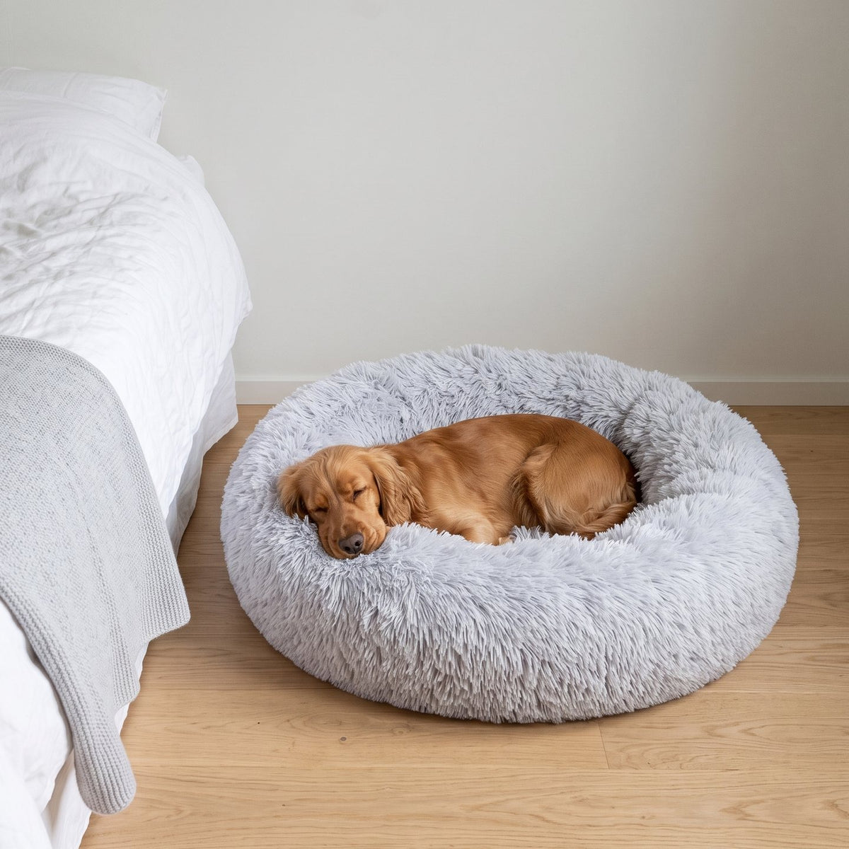 Cocker spaniel som sover hopkurad i en rund, ljusgrå hundbädd på golvet bredvid en bäddad dubbelsäng
