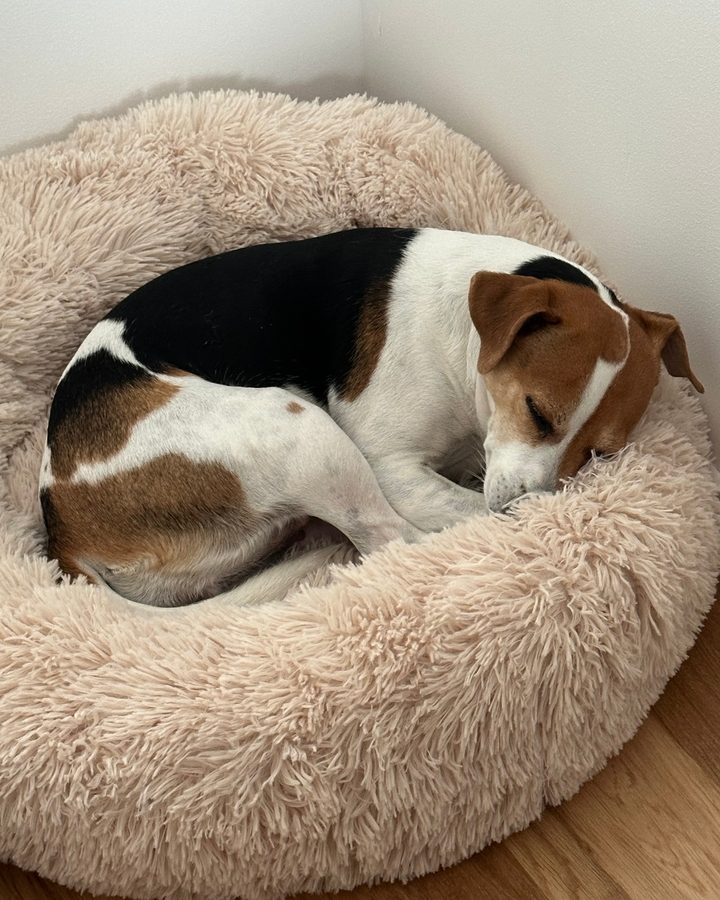 Jack russell som sover hopkurad i en beige hundbädd
