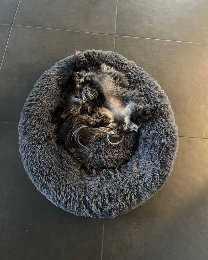 Liten hund som sover på rygg i en mörkgrå hundbädd