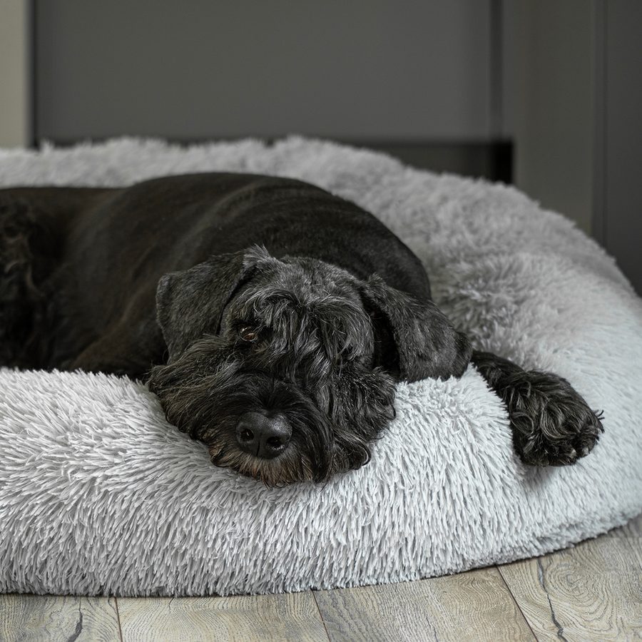 Svart schnauzer som vilar huvudet på kanten av en ljusgrå hundbädd
