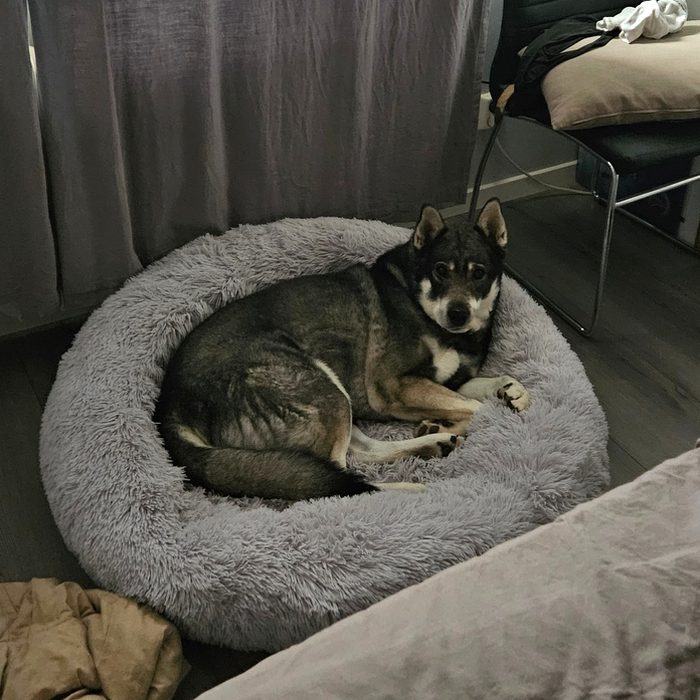 Jämthund som ligger i en ljusgrå hundbädd bredvid sängen i sovrummet