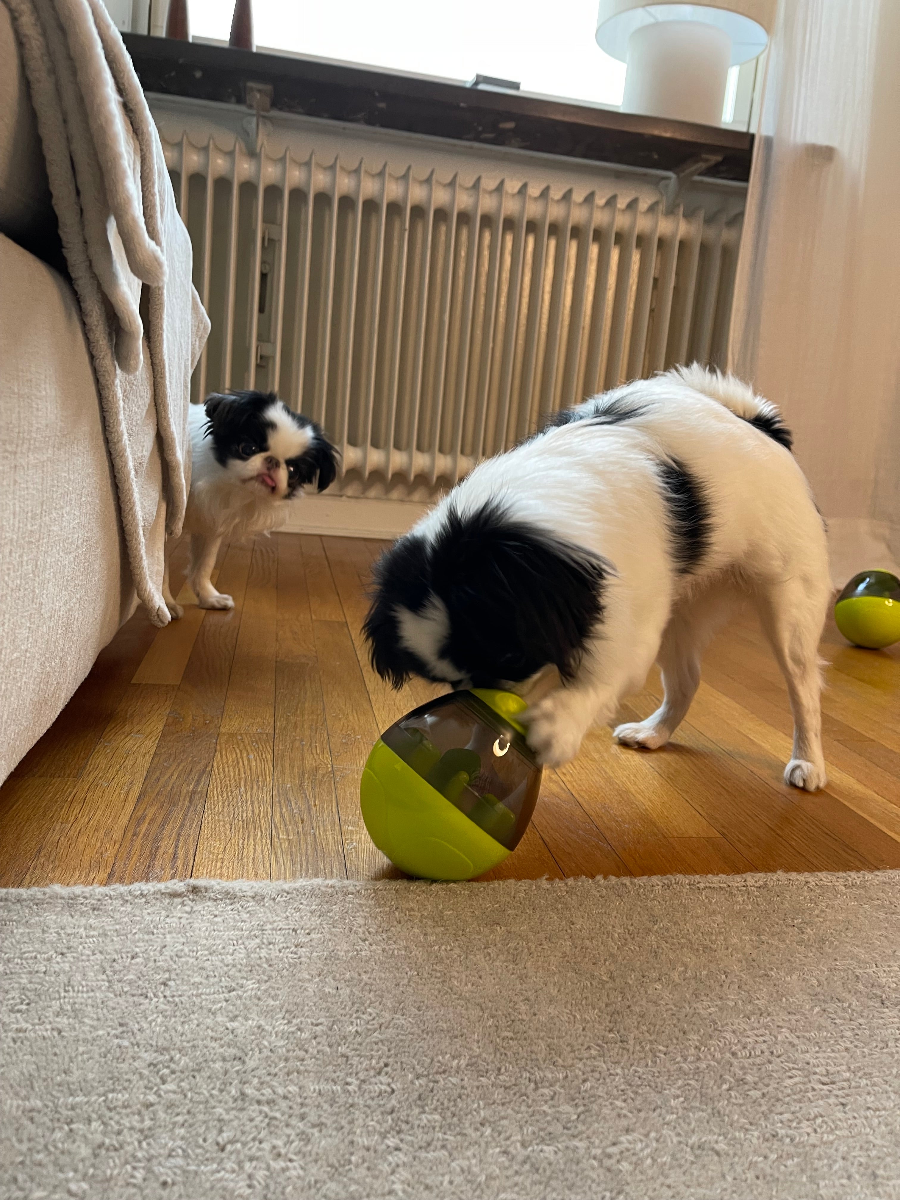 Mat Leksak - Håller din hund aktiv